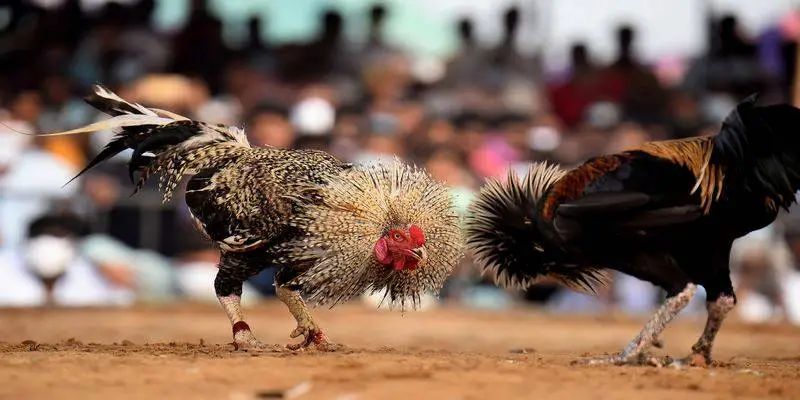 Đá gà VB9 Kinh nghiệm từ cao thủ đá gà VB9