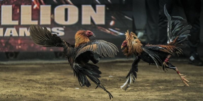 Đá gà VB9 Tìm hiểu về đá gà tại VB9